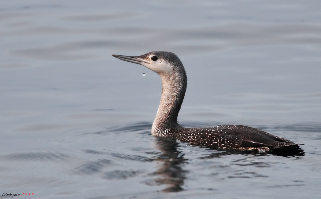 Red-throated Loon